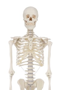 Skelett, Standardmodell, anatomisches Modell, ideal fr das Studium