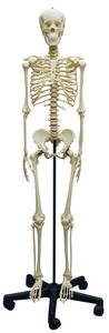 Skelett Jugendlicher in Natürlicher Größe mit Stativ