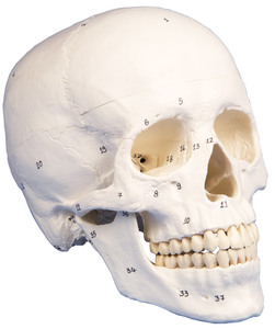 anatomisches Modell, Schädel, skull, nummeriert, 3 Teile