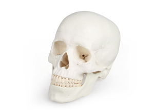 Schdel, Kopf Skelett Skull, anatomisches Modell, Schdelmodell zerlegbar 3 Teile