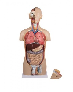 Torso mit geöffnetem Rücken, 27-teilig, zweigeschlechtig  mit Lehr CD Anatomie