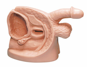 Katheterisierungsmodell Modell Simulator Katheterisierung m�nnl., Genital Modell