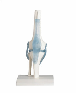 anatomisches Modell Knie, Kniegelenk mit Bndern, Gelenk, auf Stativ (abnehmbar)