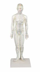 Akupunkturfigur weiblich, Akupunktur Figur, TCM, 48 cm
