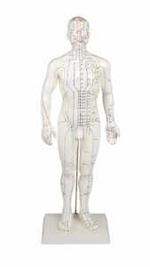 Akupunkturfigur männlich, Akupunktur Figur, TCM 50 cm