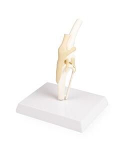 Hundeknie, Hunde Knie, Hund, auf Sockel, mittlere Gr��e