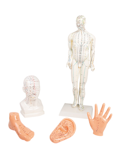 Akupunkturfigur, Set Akupunktur Figur, 5 Modelle Figur + Kopf, Hand, Fu, Ohr, TCM 