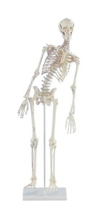 Skelett Mini, Modell Fred, mit beweglicher Wirbelsule und Muskelbemalung