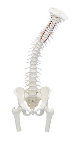 anatomisches Modell, Wirbelsule mit Oberschenkel Stmpfen, m. Muskelmarkierungen