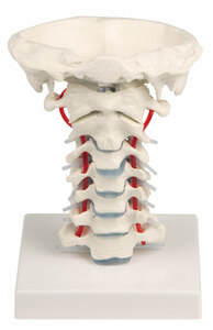 anatomisches Modell Halswirbelsule, C1 bis C7, mit Stativ, abnehmbar