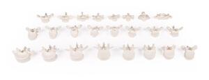 anatomisches Modell Wirbels�ule lose auf Gummi aufgesteckt, 7 HW, 12 BW, 5 LW