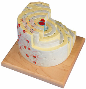 Knochenstrukturmodell, 500-fache Gr��e