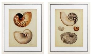 Casa Padrino Bilder / Kunstdruck Set Antiker Schneckenhuser Mehrfarbig 68 x H. 83 cm - Luxus Deko 