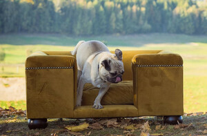 Casa Padrino Luxus Hundebett Ocker / Dunkelbraun / Ocker 65 x 55 x H. 31 cm - Modernes Rechteckiges Hundebett mit Kissen - Luxus Hundembel - Luxus Tiermbel