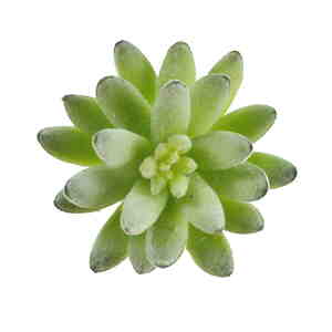 Sukkulente ca L80mm Ø60mm rötlich-grün Kunstpflanze Echeveria künstlich Kunstblu 