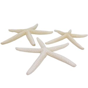 3 Stck echte Seesterne gebleicht ca.10-14cm Finger starfish Deko Strand maritim
