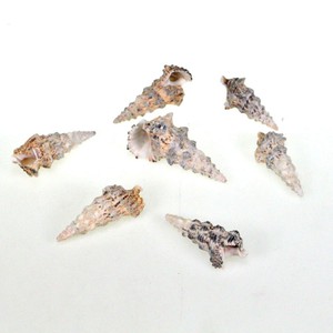 6-8 Muscheln Schnecke Nodolosum Maritim Deko ca. 7cm - 10cm