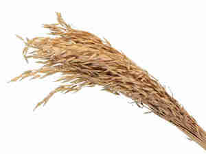 Hafer hren Bund getrocknet L75cm Getreide Trockenblumen Grser