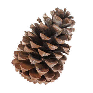 Pinus Maritima Zapfen 10-14cm gro natur Tannenzapfen Pinienzafpfen Kieferzapfen