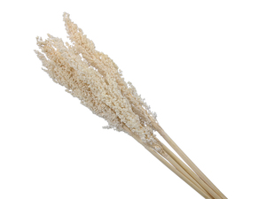 Corn Gras Bund gebleicht L ca. 90cm Trockenblumen wie Pampasgras