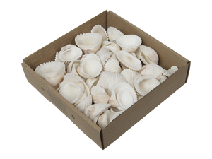800g Muscheln natur wei� ca. 2-8cm mix