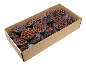 40 Lotuskolben 5-7cm Lotos Wasserlilie Exoten Trockenblumen