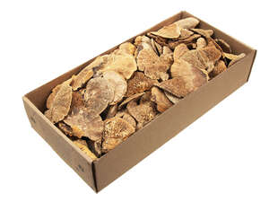 460g Baumschwamm mini natur ca. 4-9cm 120 St. Baumpilz Trockenblume Deko Exoten