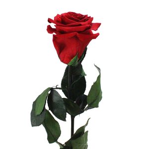 Infinity ewige Rose XL Stiel 60cm konserviert stabilisiert haltbar langstielig