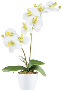 Phalaenopsis Orchidee 57 cm mit 9 Blten, Wei-Grn, RealTouch, Keramiktopf 11 cm