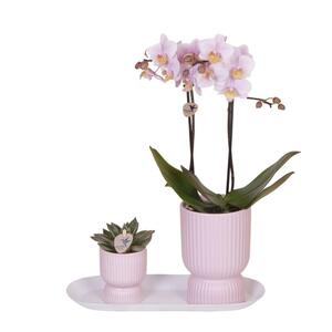 Kolibri Company - Set aus rosa gefleckter Orchidee und Sukkulente auf weiem Tablett - frisch vom Zchter