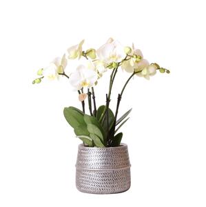 Kolibri Orchids | Weie Phalaenopsis Gent-Orchidee im Groove-Dekotopf silber - Topfgre 12cm | Blhende Zimmerpflanze im Blumentopf - frisch vom Zchter