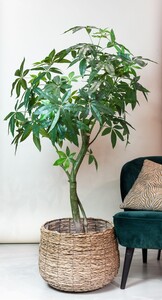 Kunstpflanze Pachira Aquatica - Glckskastanie 180 cm - Perfekte Deko fr jedes Zuhause und Bro