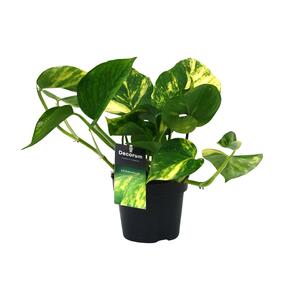 Scindapsus (Epipremnum) Aureum - Zimmerpflanze - 12cm, Hochwachsend bis 25cm - Pflegeleic