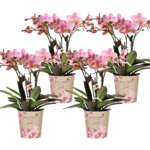 Kolibri Orchids | KOMBINIERTES ANGEBOT von 4 Orchideen Phalaenopsis - Treviso - Topfgre 12cm | blhende Zimmerpflanze - frisch vom Zchter