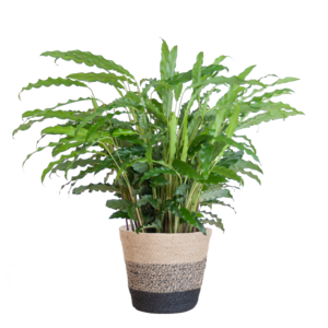 Calathea Rufibarba mit Korb Lissabon schwarz 55cm 17 cm - Luftreinigende Zimmerpflanze