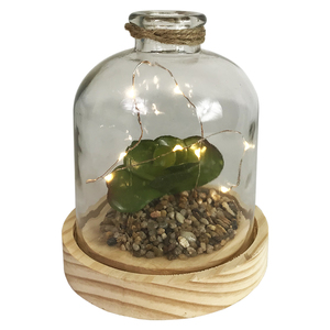 LED Glas Flasche mit Holzboden mit Sukkulente 12,5x H17,5cm