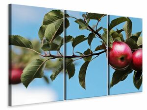 Leinwandbild 3-teilig Apfel am Baum