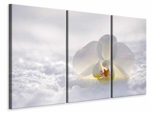 Leinwandbild 3-teilig Die Orchideen Blte