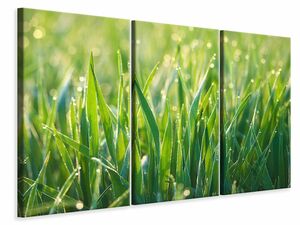 Leinwandbild 3-teilig Gras mit Morgentau XL