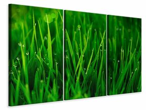 Leinwandbild 3-teilig Gras mit Morgentau