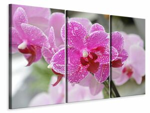 Leinwandbild 3-teilig Lila Orchideen in der Blte