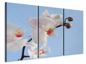 Leinwandbild 3-teilig Orchidee im Himmel
