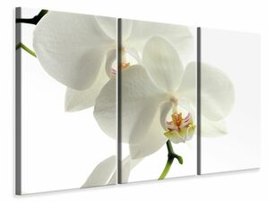 Leinwandbild 3-teilig Orchideen Blte