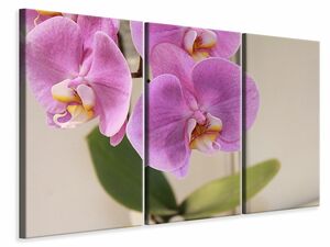 Leinwandbild 3-teilig Orchideen mit lila Blten in XL