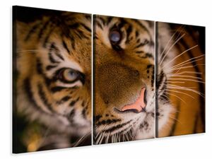 Leinwandbild 3-teilig Tiger Gesicht