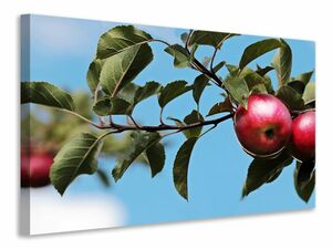 Leinwandbild Apfel am Baum