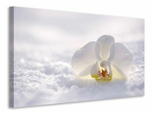 Leinwandbild Die Orchideen Blte