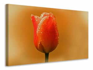Leinwandbild Eine Tulpe im Morgentau