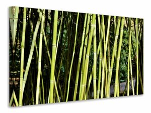 Leinwandbild Frischer Bambus