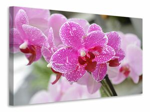 Leinwandbild Lila Orchideen in der Blte